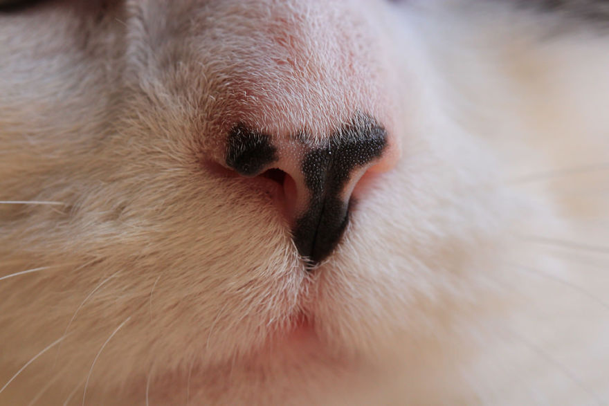 Cat-Noses-Macro-Photography