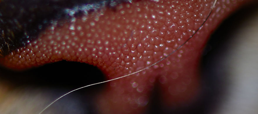 Cat-Noses-Macro-Photography