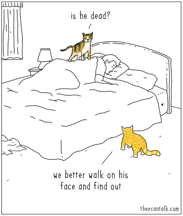Cats-Dogs-Comics-They-Can-Talk-Jimmy-Craig