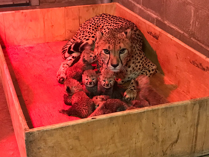 This Super Mom Has Just Given Birth To A Record Number Of Cubs, And Their Pics Are Too Cute This Super Mom Has Just Given Birth To A Record Number Of Cubs, And Their Pics Are Too Cute
