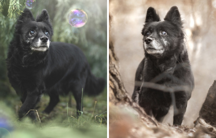 Photographs Of A New Member Of Our Family, 11-Year-Old Zewik