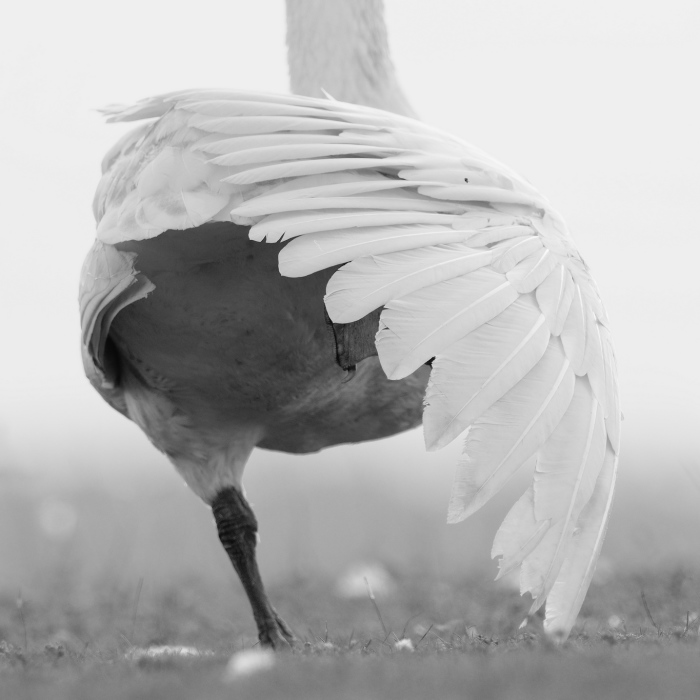 Bombinate – An Olympus Experience