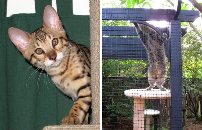 We Built A Beautiful Garden Catio For Our Formerly-Blind Bengal