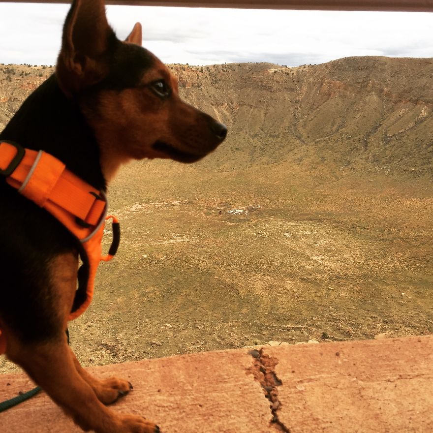 Dora Dog The Explorer Dora Dog The Explorer