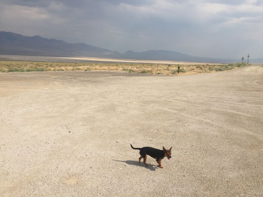 Dora Dog The Explorer Dora Dog The Explorer