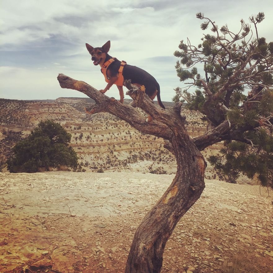 Dora Dog The Explorer