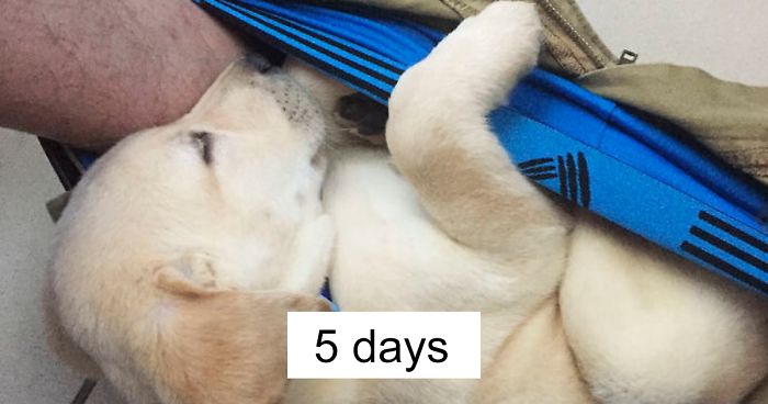 People Can’t Stop Laughing At This Dog’s Hilarious Growth Chart