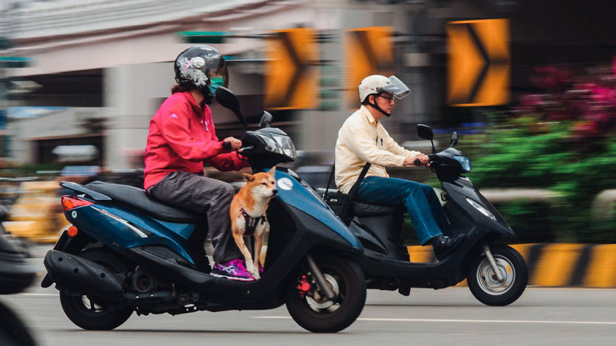 Dogs On Scooters