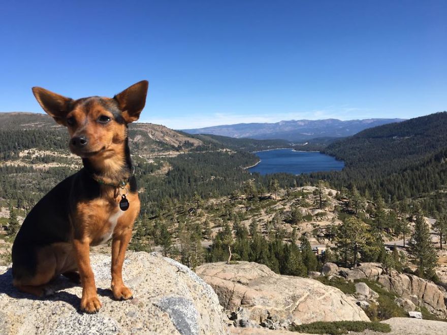 Dora Dog The Explorer