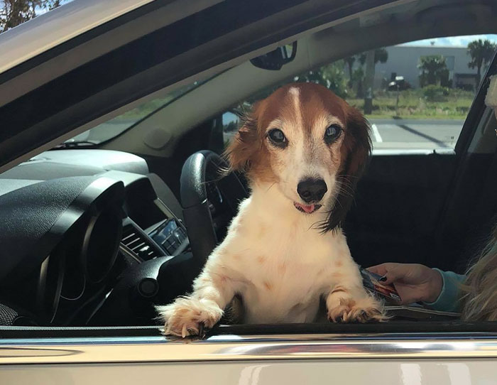 Esta empleada de una tienda de bagels retrata a los perros que llegan por el servi-carro, y sus caras lo dicen todo