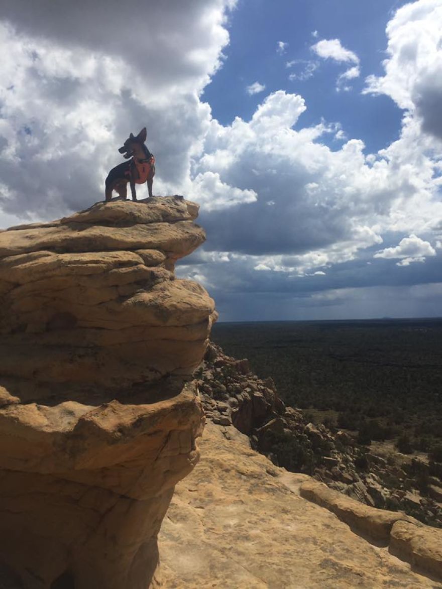 Dora Dog The Explorer