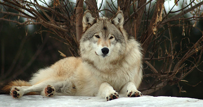 I Shoot Dog-Like Animals And Here Are A Baker’s Dozen Why!