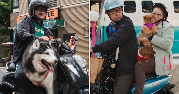 Dogs On Scooters