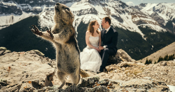 25 Animals That Were The Star Of The Wedding