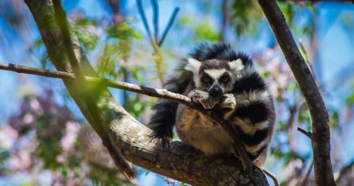 30+ Photos Of Unbelievable Madagascar That Will Make You Pack Your Backpack And Hit The Road