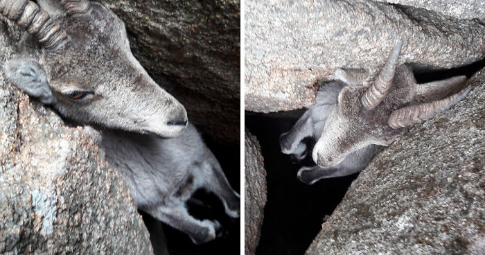 We Saved A Mountain Goat That Was Stuck Hanging In The Air By Its Horns