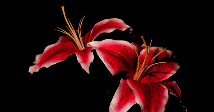 Photographer Creates A Fine Line Between Real And Artificial