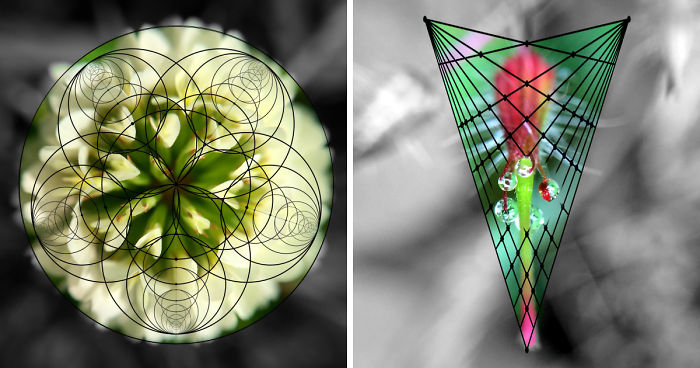 Geometry Vs. Nature: I Played With Forms And Shapes In My Pictures