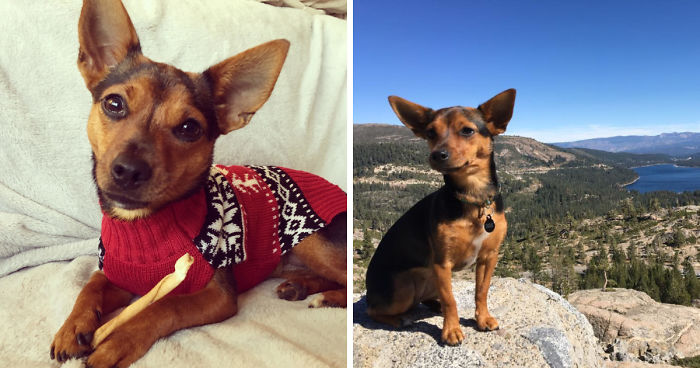 Dora Dog The Explorer