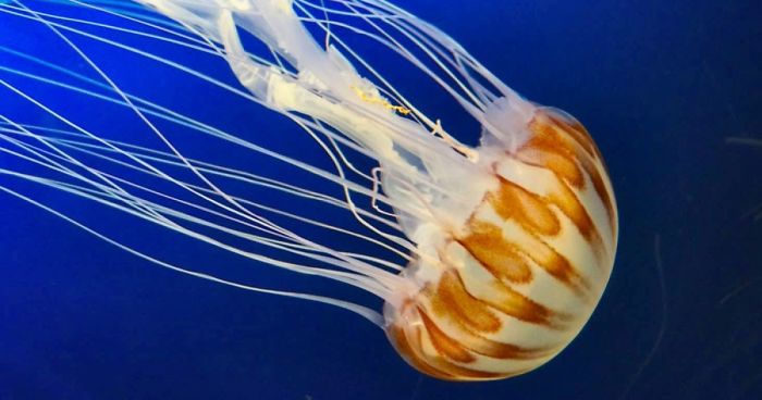 Anything And Everything Under The Sea