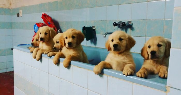 Let´s Spread Happy And Positive Mood By Our Photos With Our Golden Max