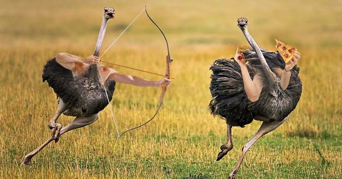 Birds With Arms-The Internet Puts Arms In Birds And The Result Is Impossible Not To Laugh
