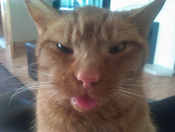 My Little Derp Cat Under The Influence After Surgery