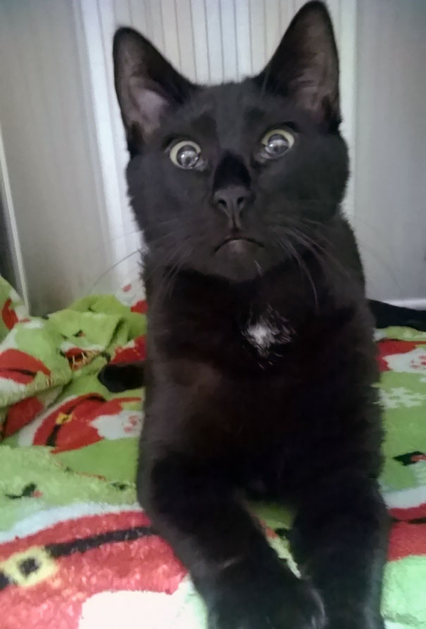 Kitty Just Woke Up From Anesthesia