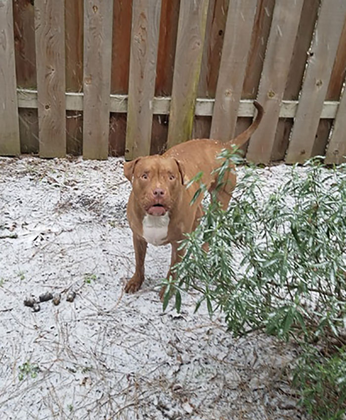 Moved From San Diego Recently. His Reaction To Snow Says It All