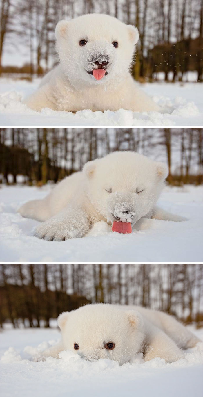 This Baby Polar Bear Saw Snow For The First Time