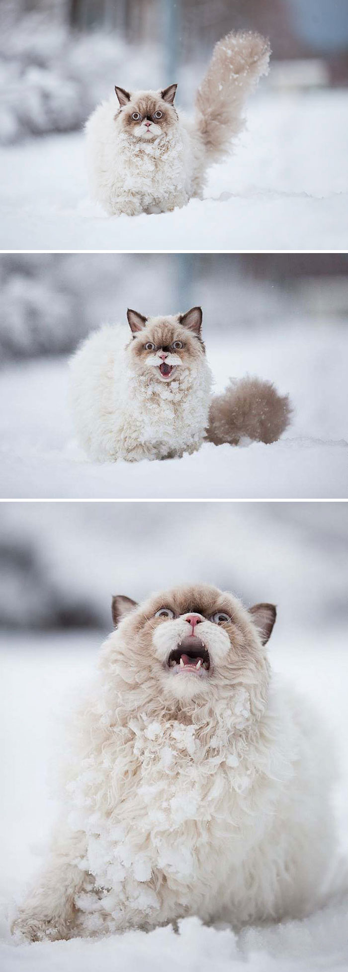 This Persian Cat Discovers Snow For The First Time