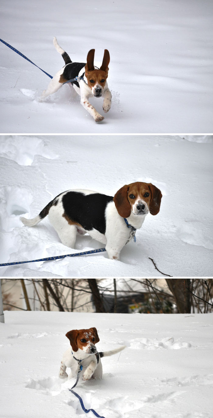 Beagle's First Snow