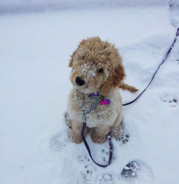 Josie Bogangles' First Snow