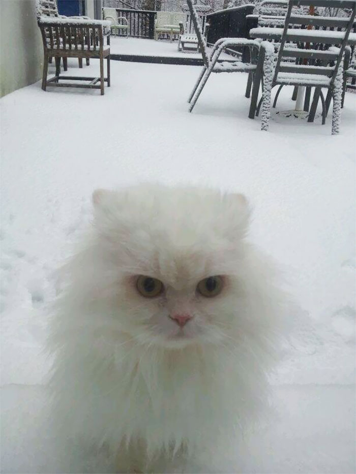 Flour Experienced Snow For The First Time Today. She Is Not Impressed