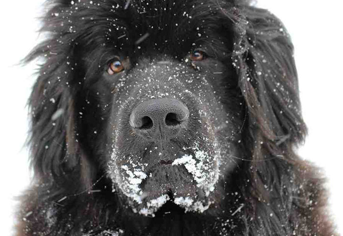 My 150 Lbs 1-Year-Old's 1st Snow Day
