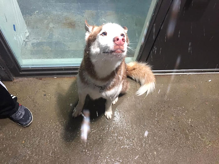 My Huskies First Snow - Moved From Florida To Denver. He Couldn't Stop Looking At The Sky