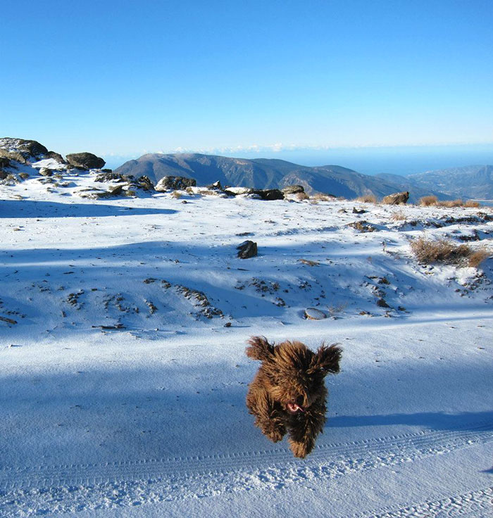 So I Took My Dog To The Snow For His Very First Time