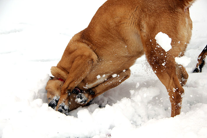 We Took Our Dog To The Snow For The First Time. I Think She Likes It