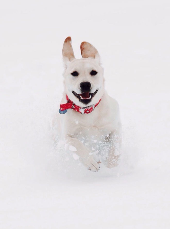 First Time For My Lab In The Snow. Safe To Say She Liked It