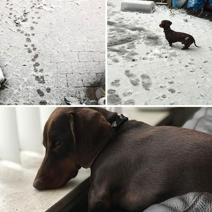 First Time In The Snow. Loved It! Now Relaxed And Cosy Above The Heater, Tired Of Alll The Excitement