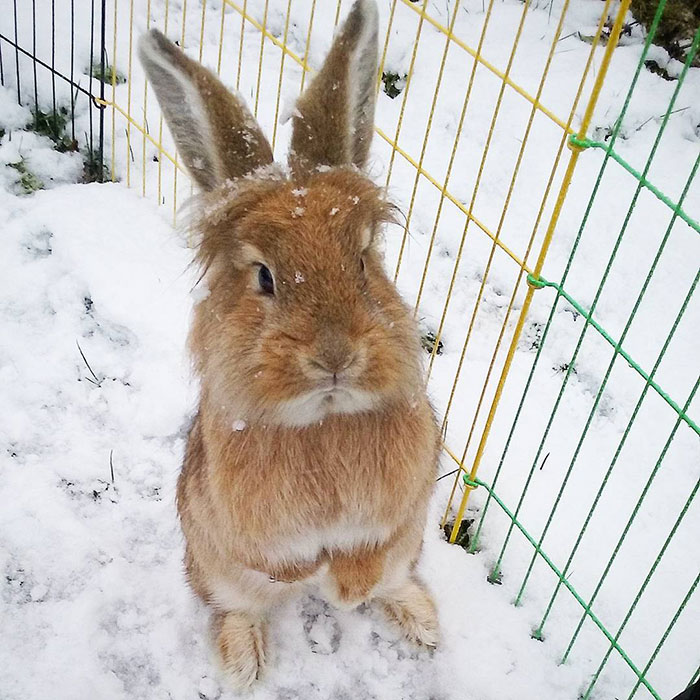 Lucky's First Time In The Snow