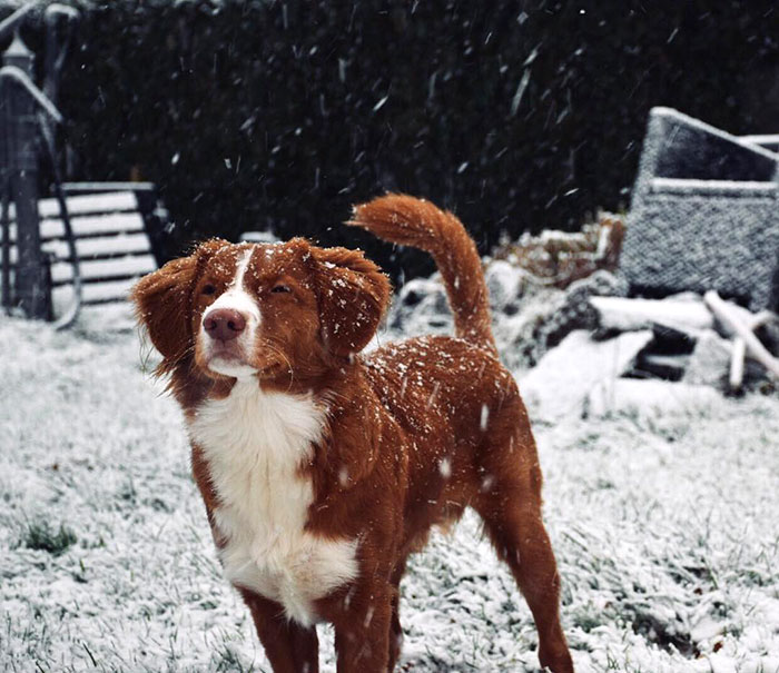 This Snow Thing. I Dunno Man. Do I Have To Like This?