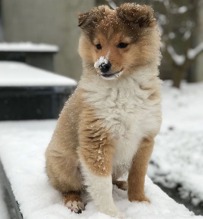 Frodis First Snow