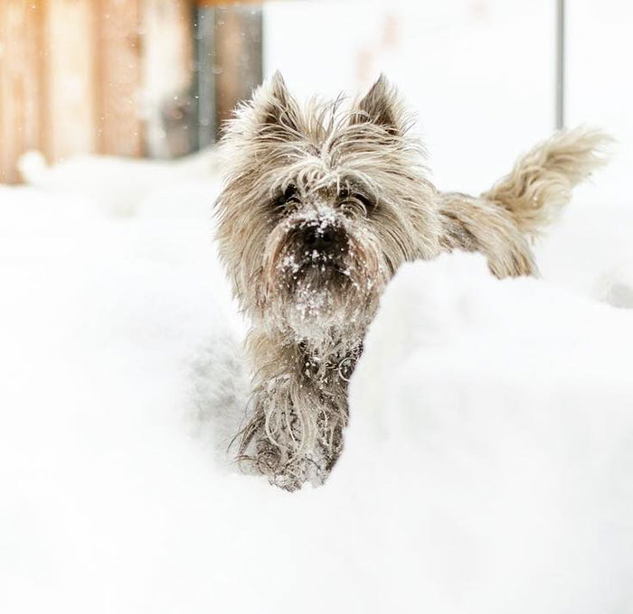 When Jypsie Is Discovering The Snow