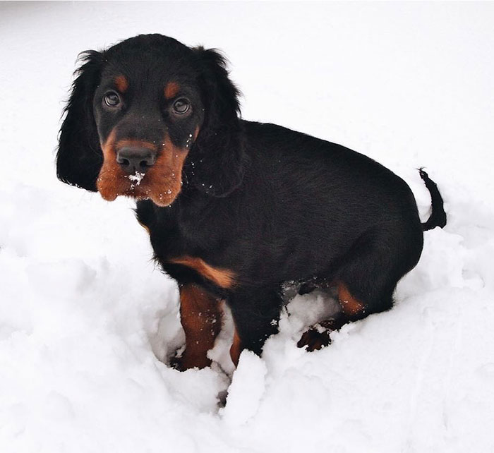 The Forecast Says Snow