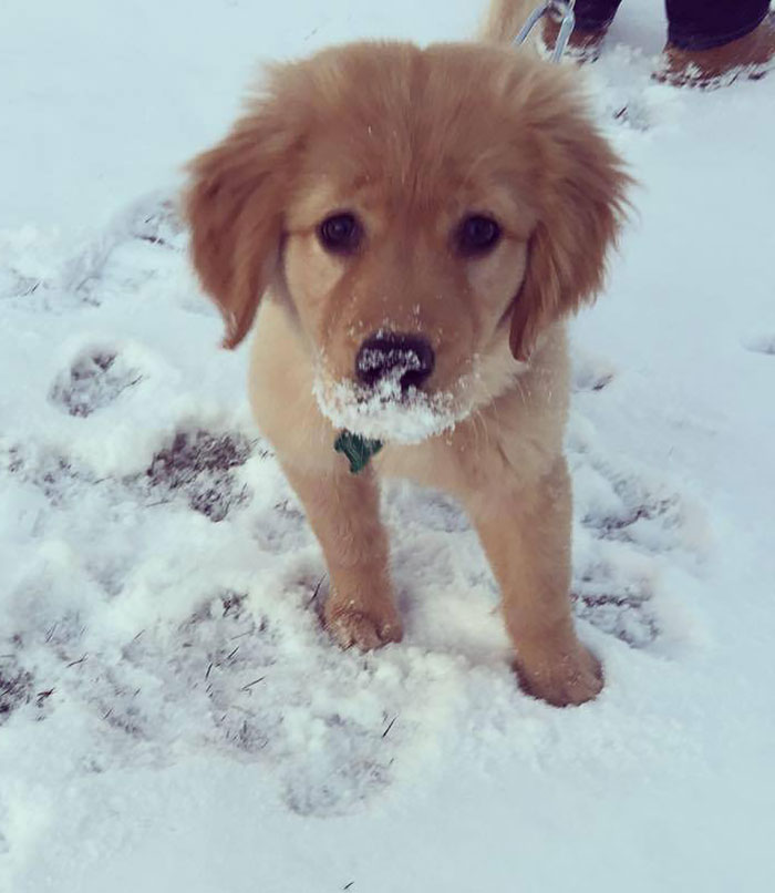 First Time In Snow. I Think She Likes It