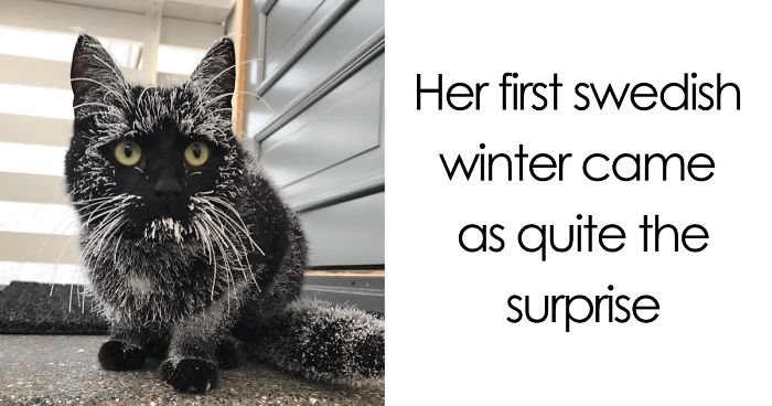 50 Times Animals Experienced Snow For The First Time, And Their Faces Say It All