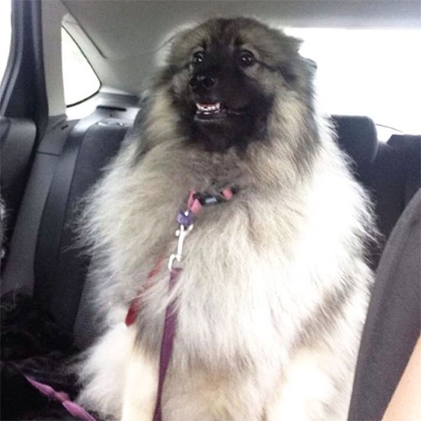 That Face Wen U Find Out Ur Going To The Vet And Not The Dog Park