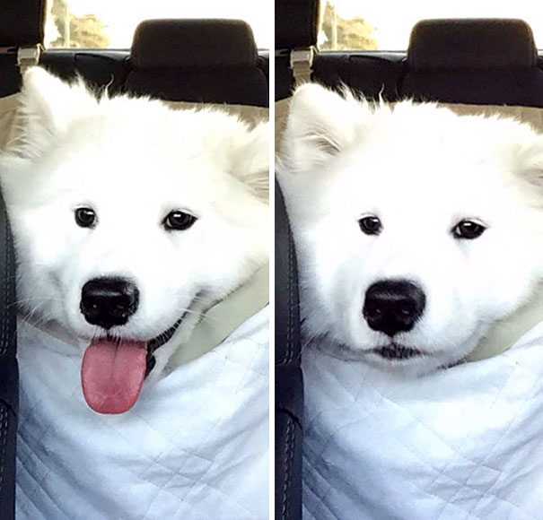 When I Thought I Was Going Christmas Shopping Then When I Found Out I Was Going To The Vet