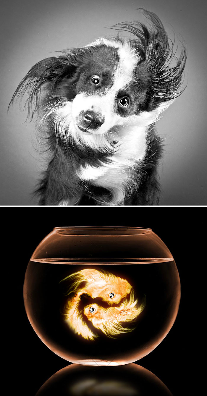 This Dog Shaking Its Fur